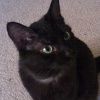 Black Cat