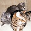 Cats