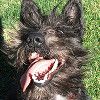 Miniature Schnauzer