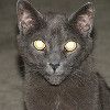 Russian Blue Cat