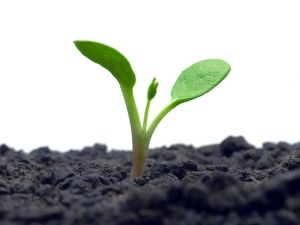 Growing Sprout Growing Sprout