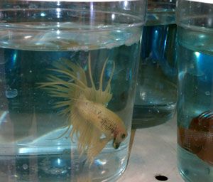 Betta Fish Betta Fish