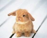 Adorable Baby Bunny