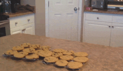 Adopt-a-Dog-Incentives