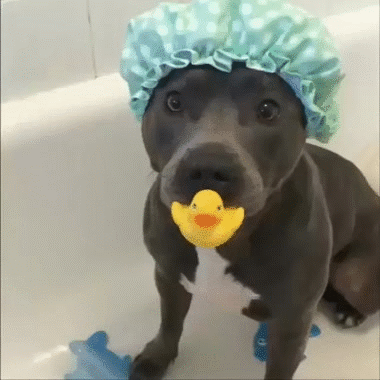 Adopt-a-Dog-Perfection