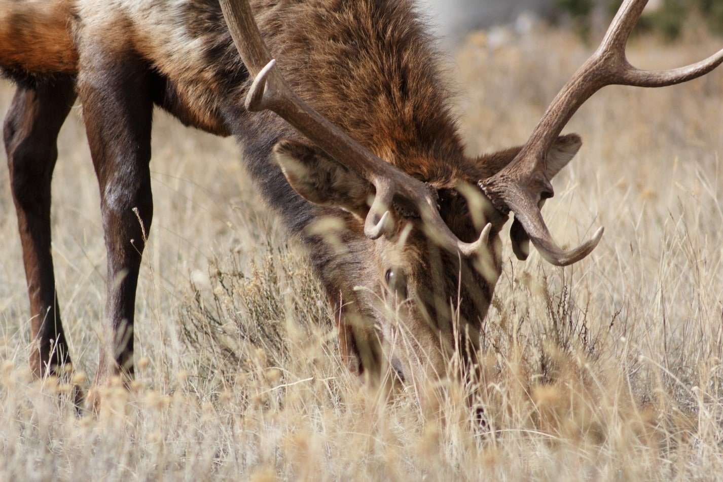 Antler-Chandeliers-Elk